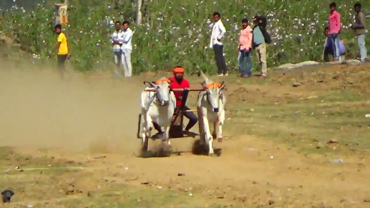 गब्बर राणा शुक्ला 😎 गंगेरुआ पट प्रतियोगिता 🙋 Pat Pratiyogita Race 👌 Barghati Bhaiya