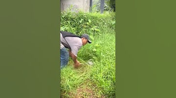 Simple smart tool with sharp sickle to find grass around empty gardens for animal feed #shorts