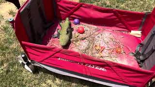 Unbiased Review of Radio Flyer Fabric Stroll 'N Wagon