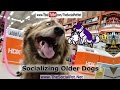 Socializing Older Dogs Socializing Older Dogs