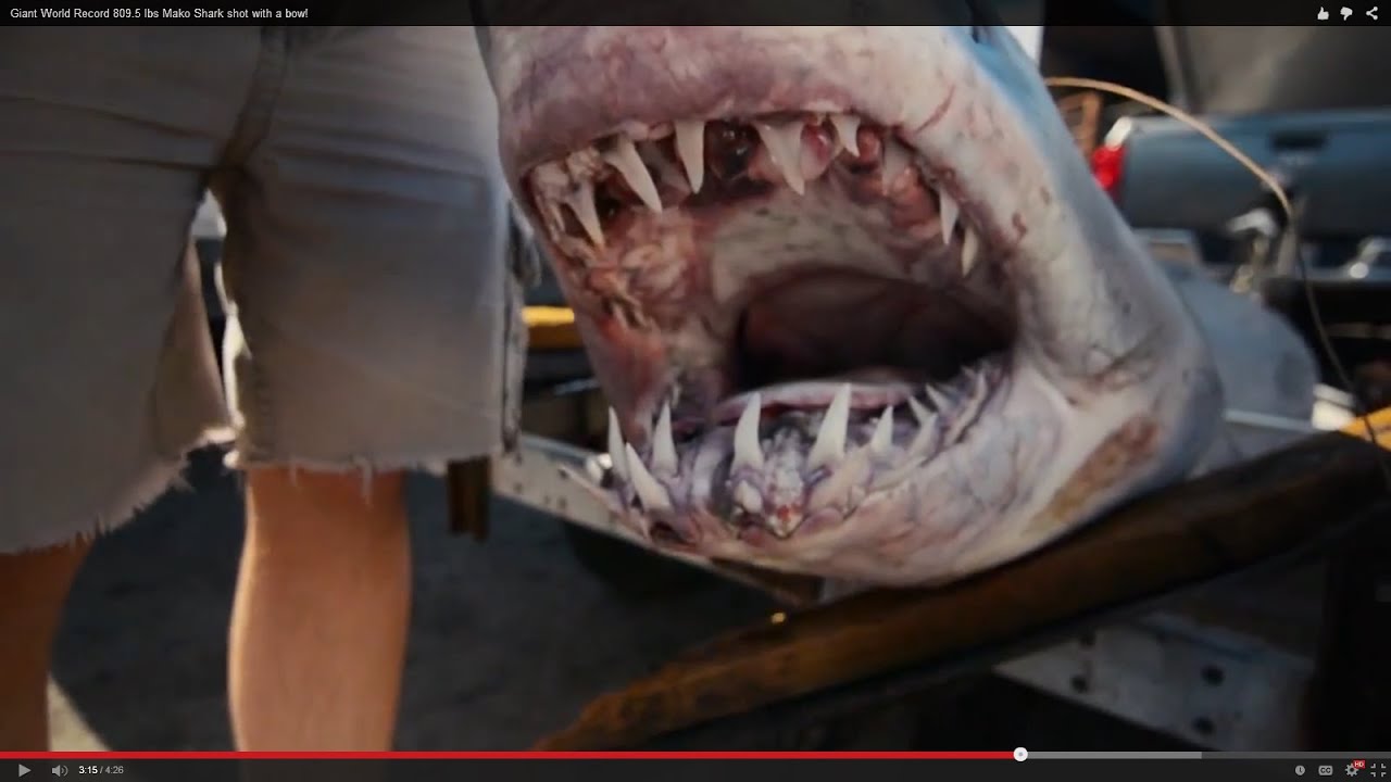Mako Shark Street Signe semaine Ocean dangereux DENTS mammifèreIndoor//Outdoor18/"