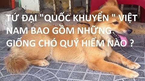 Tứ Đại Quốc Khuyển Của Việt Nam Là Những Giống Chó Quý Hiếm Nào - Tâm Linh Baduyvu