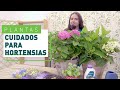 Cómo cuidar y podar las hortensias | Plantas en VERDECORA