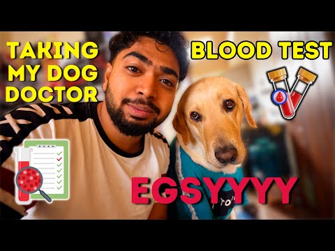 EGSY Blood Test | Taking My Dog to Vet | Kannada Dog Vlogs Hubli | TheGeekIndia #dogvlogs #labrador