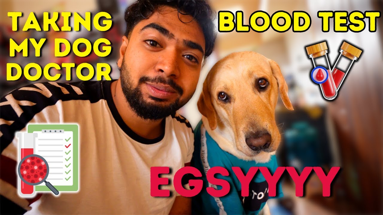 EGSY Blood Test | Taking My Dog to Vet | Kannada Dog Vlogs Hubli | TheGeekIndia 