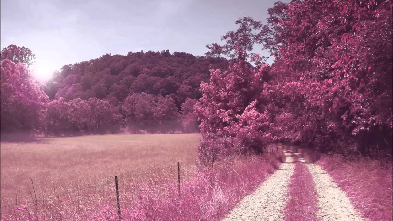 Видео про розовые. Розовая природа. Пейзаж в розовых тонах. Розовый лес. Розовая дорога.