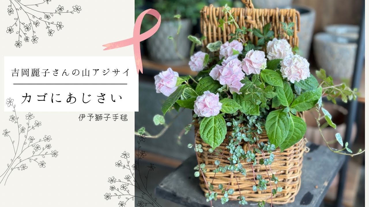 寄せ植え】カゴにあじさい/吉岡麗子さんの伊予獅子てまり 