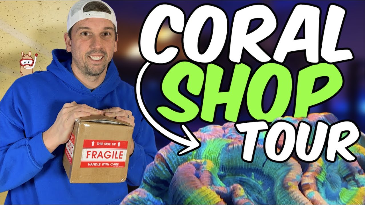 Local Fish Store Tour With TONS Of Coral!