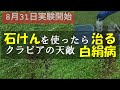 石けんでクラピア白絹病が治るなんてビックリ