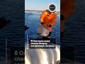 В Охотском море спасли белуху, застрявшую на мели