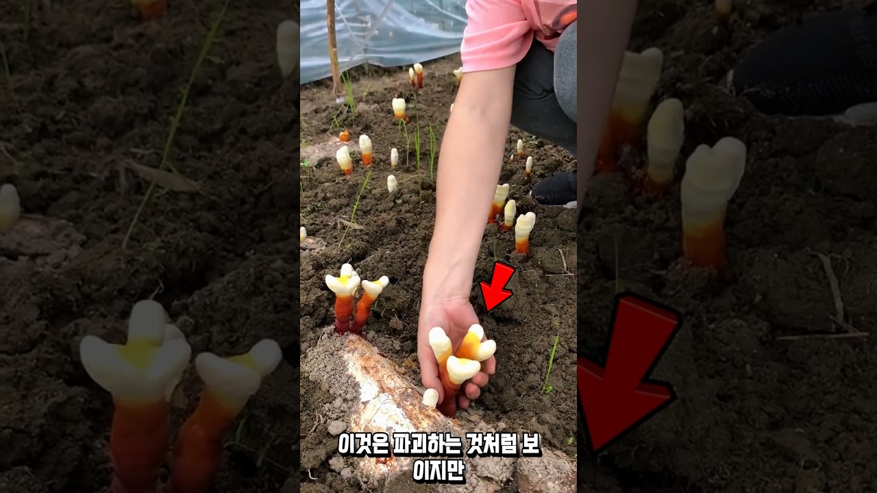 최고급 영지버섯의 비밀
