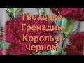 Гвоздика обыкновенный Гренадин Король в черном 🌿 обзор: как сажать, семена гвоздики