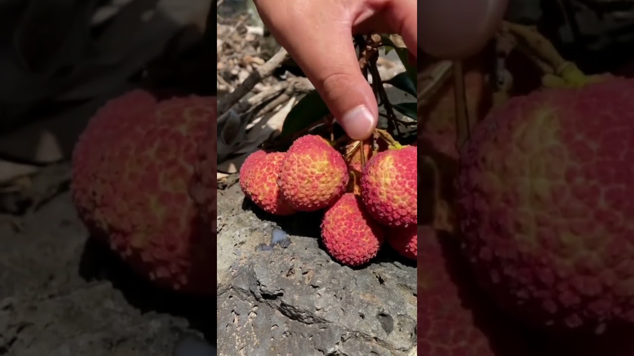 😍Oddly Satisfying Lychee 🍓🍓( Fresh Fruit Cutting In My Farm ) How To Cut Fruit In My Farm 