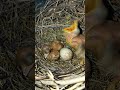 A baby cuckoo bird is trying to eat another baby (P 1) #shorts #trendingshorts #viral #short