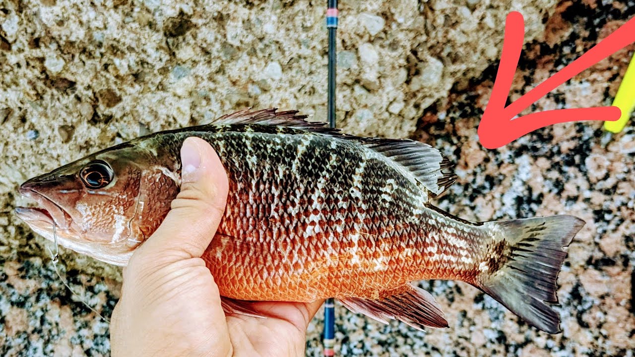 MANGROVE SNAPPER 4K @ Surfside Jetty + Bridge FISHING! - YouTube