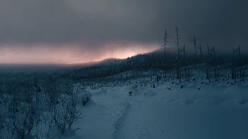 Windy Winter Storm in a Pine Forest | Howling Snowstorm Ambience Snow Blizzard White Noise | 12 Hrs