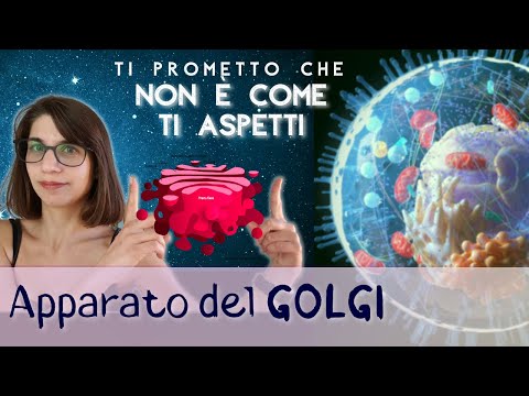 Video: Qual è la funzione del quizlet complesso di Golgi?