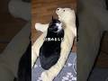猫vs熊 #cutecat #猫のいる暮らし