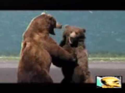Grizzly bear fight