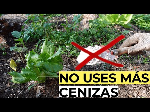 Video: ¿Pueden las plantas crecer en cenizas humanas? Información sobre jardinería con cenizas de cremación