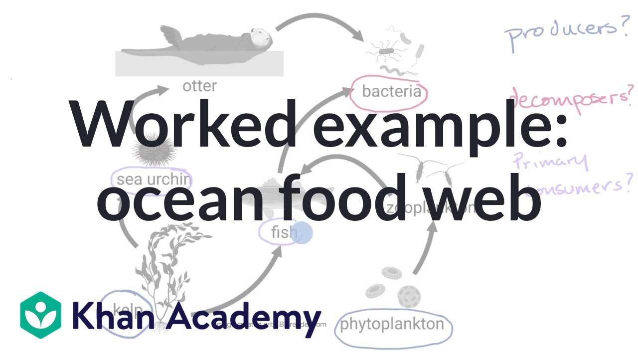 Worked example: analyzing an ocean food web | Middle school biology