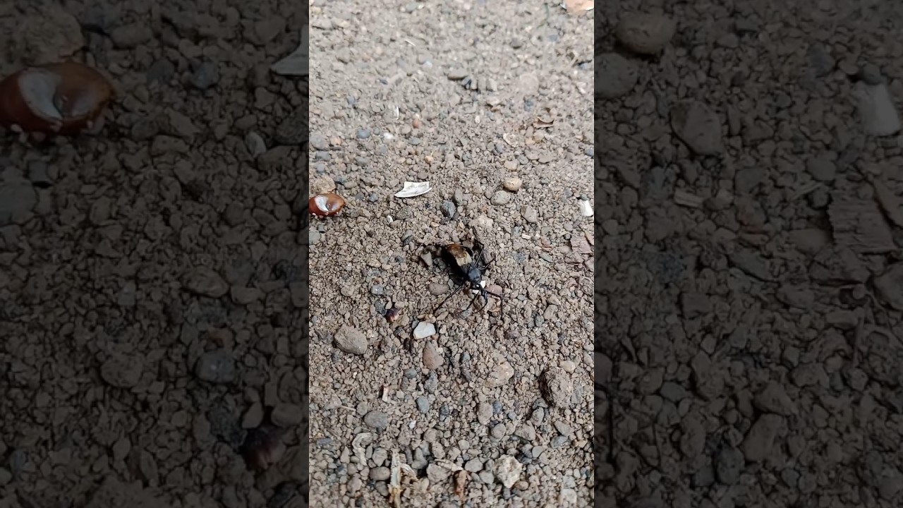 unique melata insects, nature insects, rare insects, beautiful insects