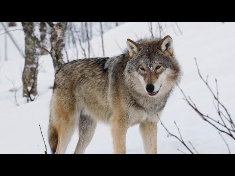 Видео: Погоня за раненым волком !