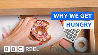 Why do we keep eating when we feel full? - BBC REEL