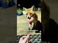 A kind girl befriends a fox and receives a precious gift  animals shortsfox