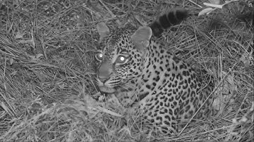 Raytec Goes on Safari