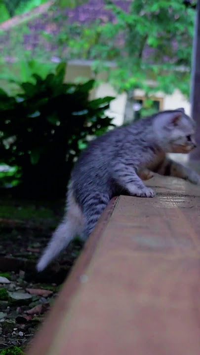 anak kucing pintar tidak usah diajarin bisa loncat sendiri #kitten #cat