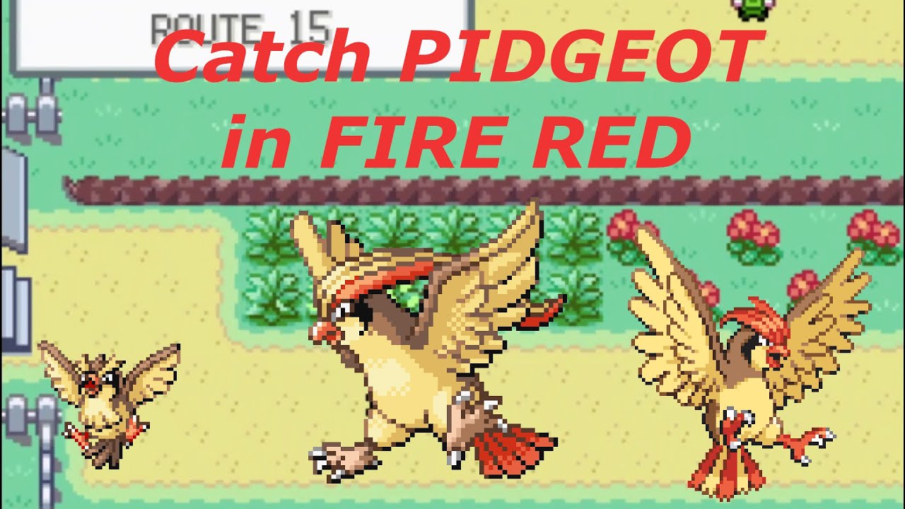 How to Catch Pidgey Pidgeotto Pidgeot in -
