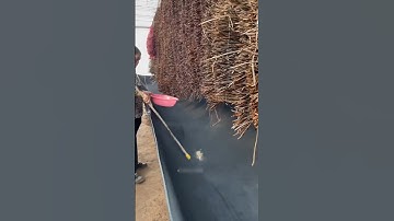 Why These Chinese Farmers GROW Termites! 🤯