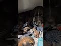 After Losing Her Siblings, Grieving Distemper Survivor Fights A DANGEROUS New Illness [STORY BELOW]
