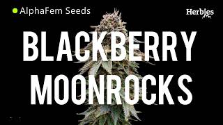 Blackberry Moonrocks – from seed to harvest