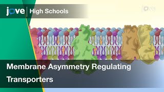 Membrane Asymmetry Regulating Transporters | Cell Bio | Video Textbooks - Preview