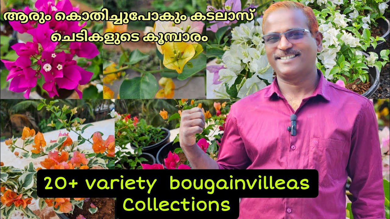 20+Rare Variety bougainvillea for sale🌸കടലാസ് ചെടികളിടെ ഏറ്റവും പുതിയ കളക്ഷൻസ് #evergreen_media_vlog
