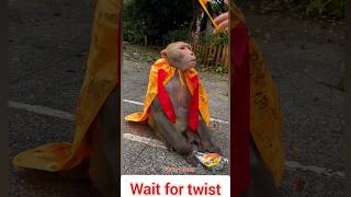 Monkey Transformation From Normal to Royal 😂#monkeyshorts #funnymonkey #monkeylove #bandar #wildlife