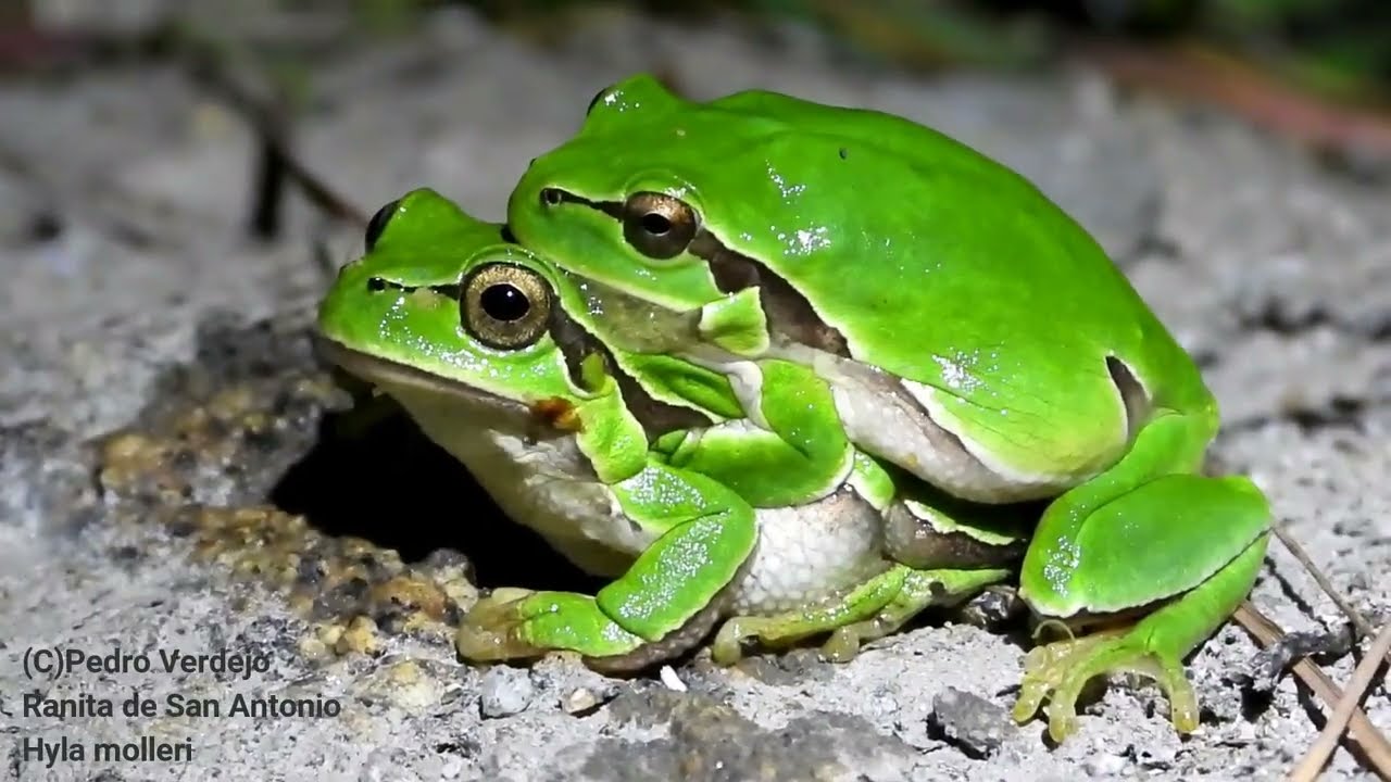 Cantos de las principales especies de Anfibios del sue penínsular.