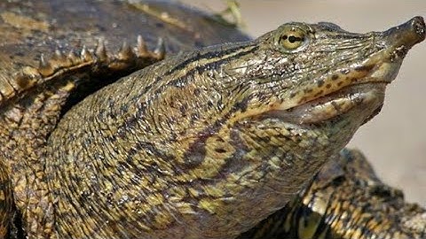 Spiney Softshell TURTLE 🐢 caught in Catfish line . ✂️ him loose the hook will Rust away #Shorts