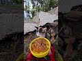 お腹を空かせた子猫たちのご飯タイム🐱 見ているだけで癒される瞬間 #osmonano