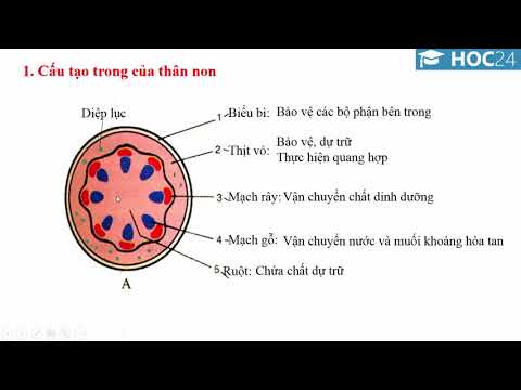 Video Bài 15: Cấu tạo trong của thân non - Sinh học 6 -... - YouTube