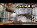 trucukan ropel panjang TARUNG PANCINGAN TRUCUKAN agar bunyi JADIKAN burung trucukan gacor EMOSI