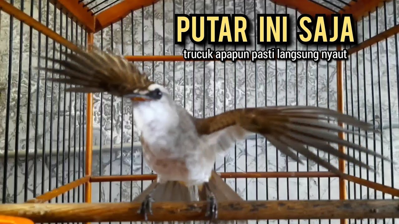 trucukan ropel panjang TARUNG PANCINGAN TRUCUKAN agar bunyi JADIKAN burung trucukan gacor EMOSI