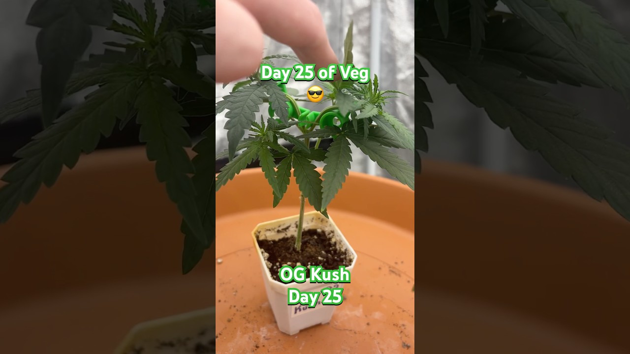 OG Kush Outdoor Update Day 25! | 05.17.2025