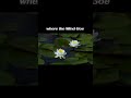 #silentbloom