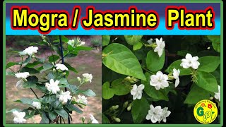How to Grow and Care Mogra, Motia, Jasmine Plant | Jasmine(Motia) ka Plant ki Care | Jasmine Plant