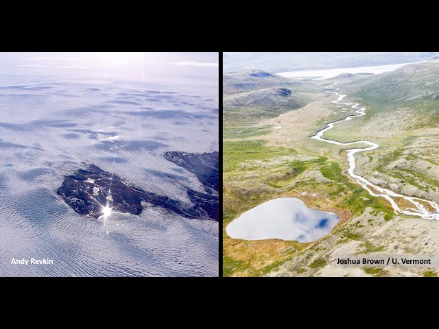 Greenland Lemmings' Collapse Pushes Predators to Brink, Science