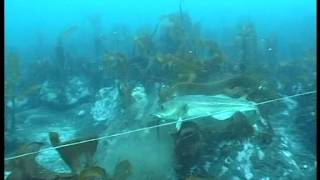 Underwater fishing cod