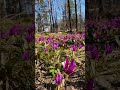🌺#природа #лес #Сибирь #весна #пейзаж #веснавСибири #путешествие #цветы#фотоприроды #красотаприроды